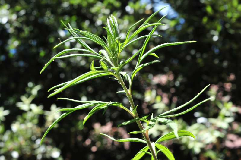 Piantina verde - Artemisia verlotiorum